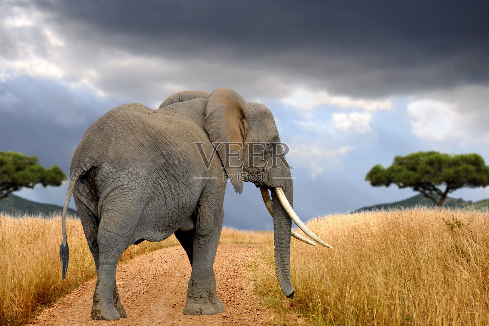 非洲大草原上的大象照片摄影图片