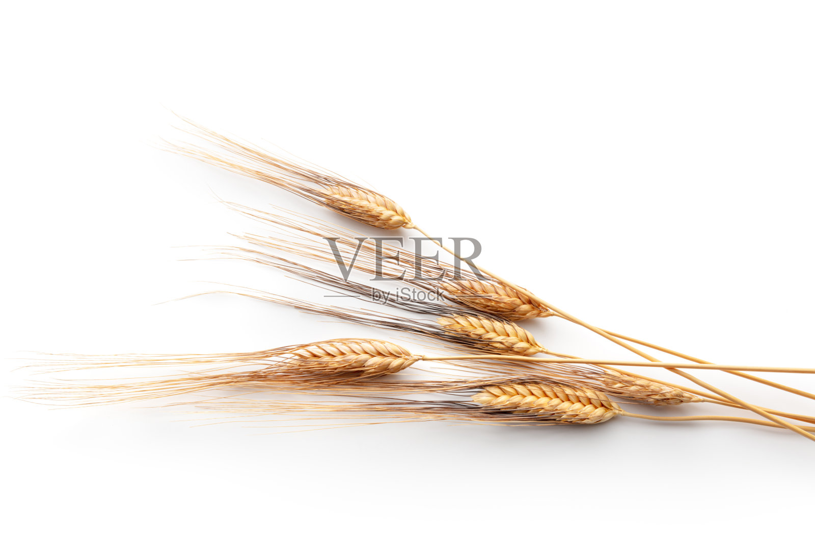谷物:在白色背景上分离的小麦照片摄影图片