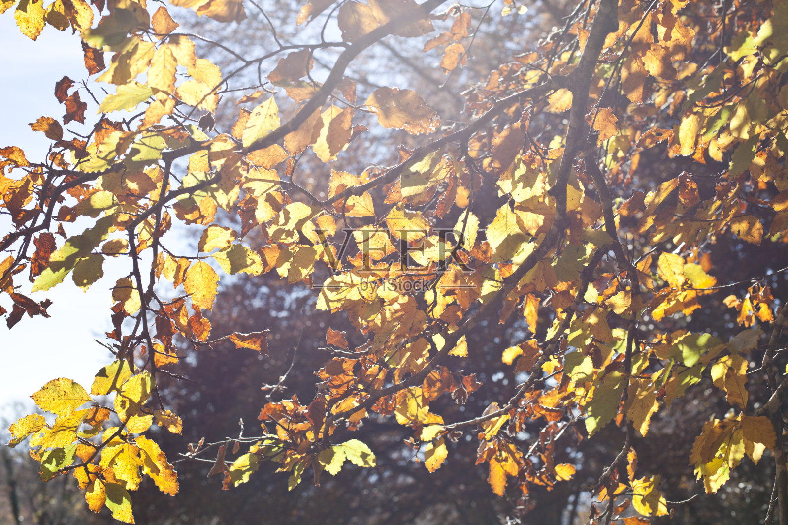 金黄美丽的树叶在阳光的照耀下飘落。照片摄影图片