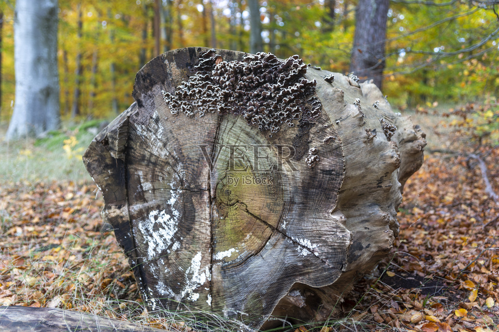 秋季森林中有真菌的树桩照片摄影图片