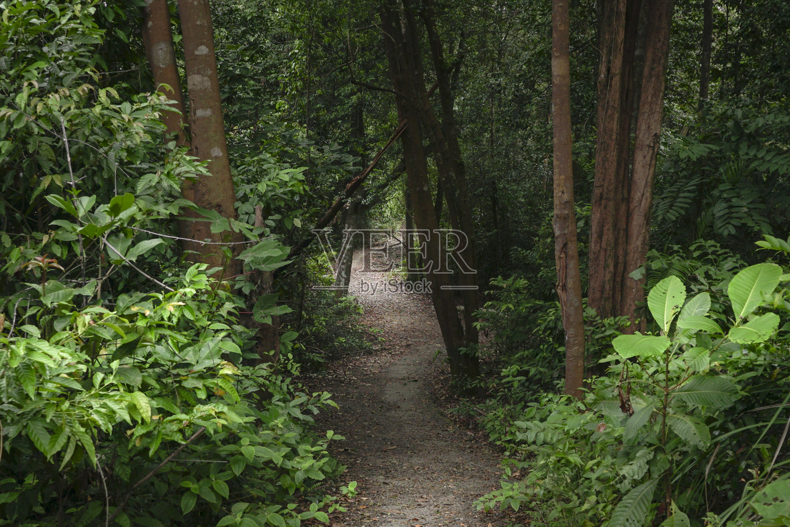 在东南亚一片美丽的绿色热带森林里徒步旅行照片摄影图片