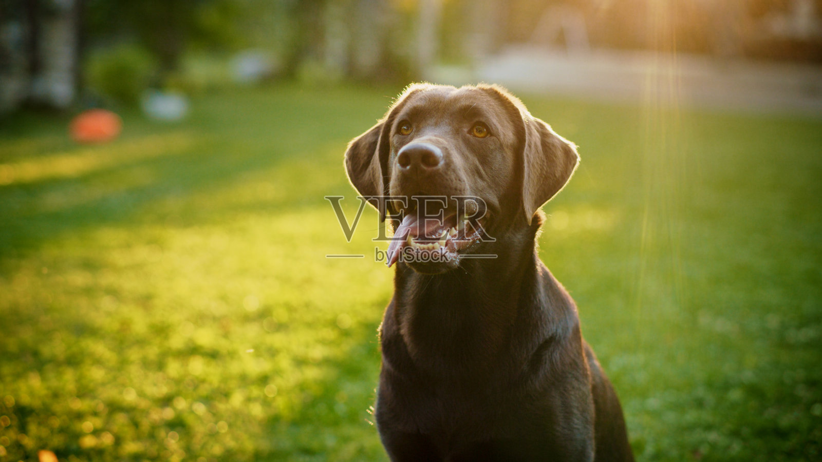 英俊的诺贝尔血统棕色拉布拉多寻回犬看着相机，在户外的绿色草坪上玩。肖像拍摄的一个快乐的幼犬在一个阳光明媚的日子的户外照片摄影图片