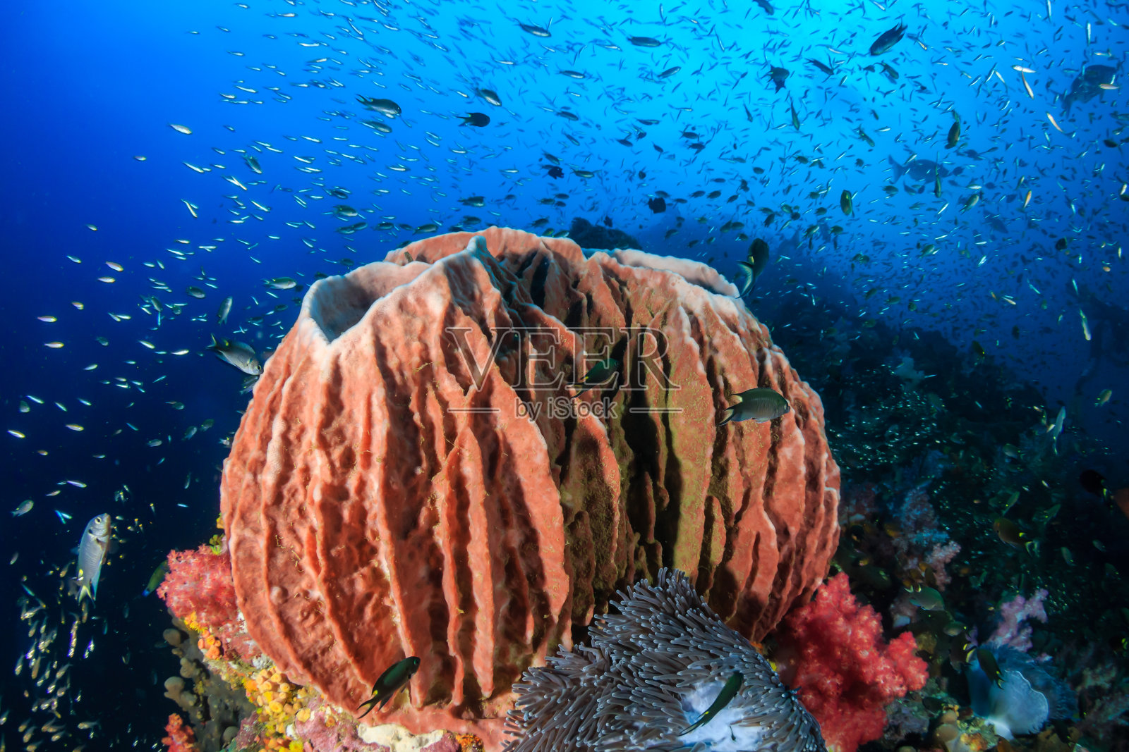 珊瑚礁上美丽的桶状海绵照片摄影图片