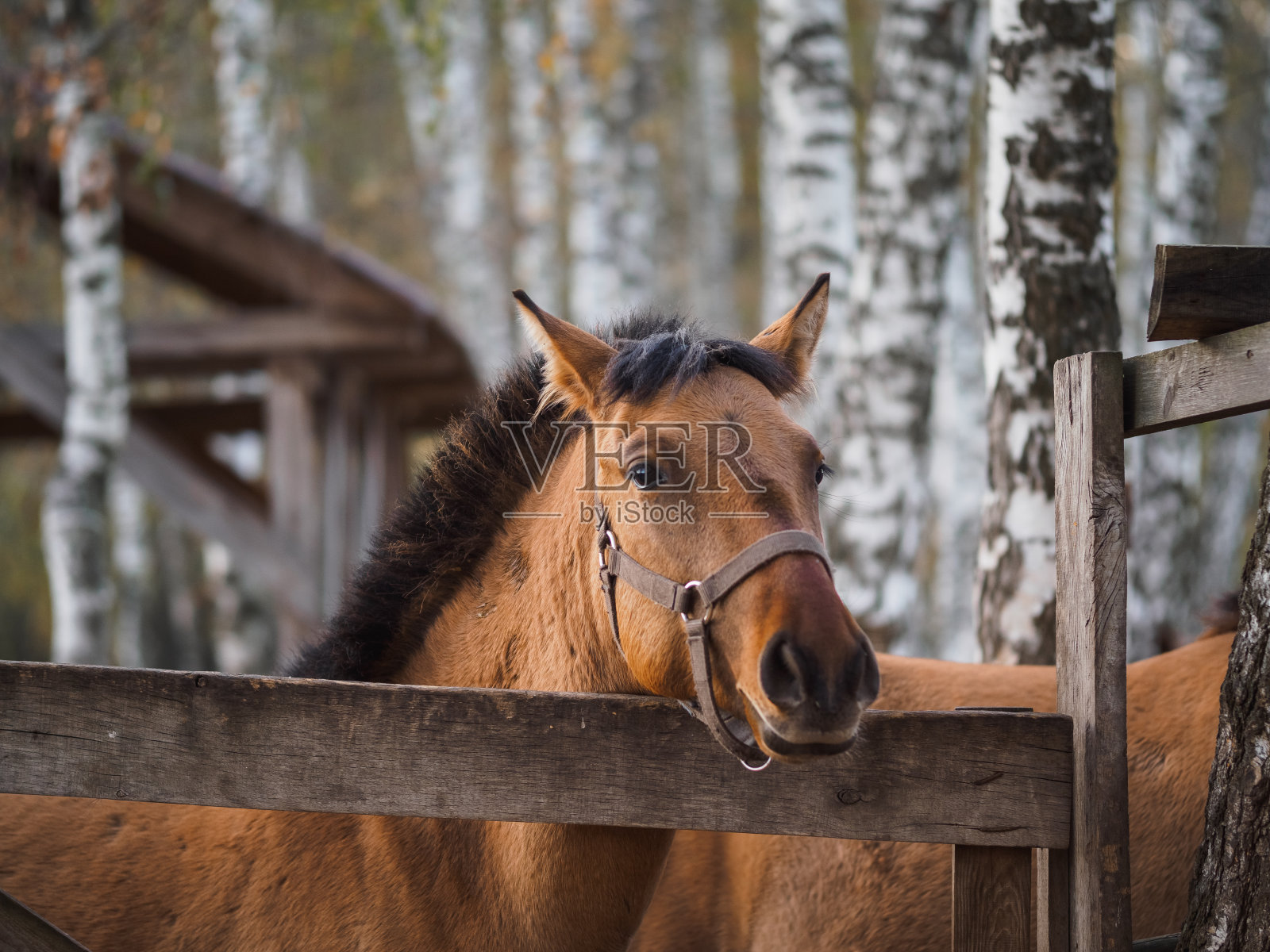 在露天鸟舍里的一匹纯种马的肖像照片摄影图片