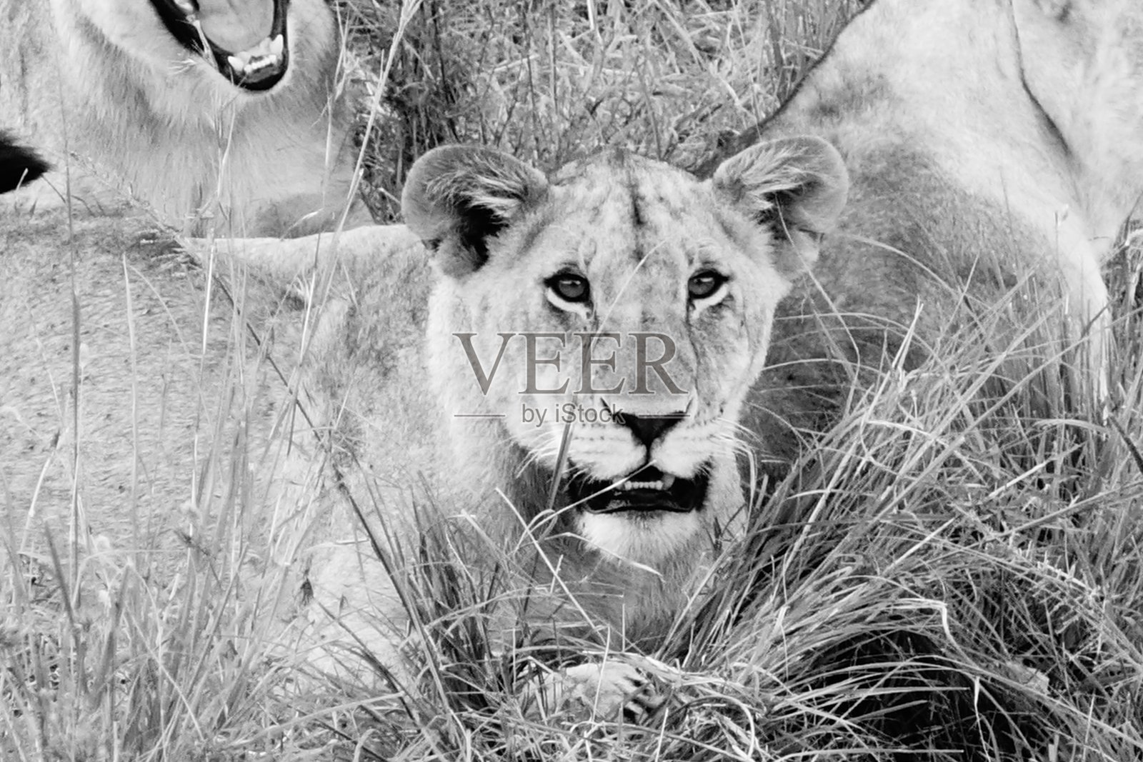 黑白狮子的肖像照片摄影图片