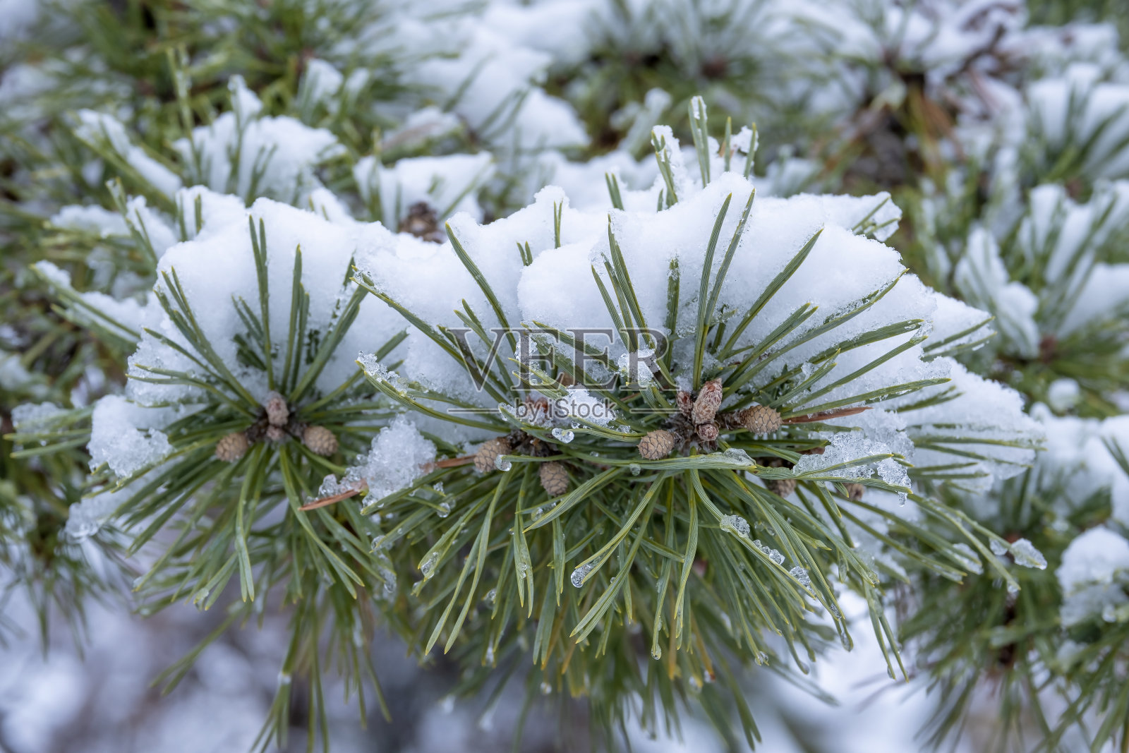 常绿松树，有针叶和被雪覆盖的小松果照片摄影图片