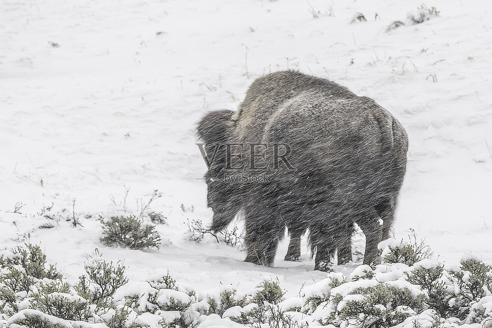 野牛在白雪覆盖的地面上行走照片摄影图片