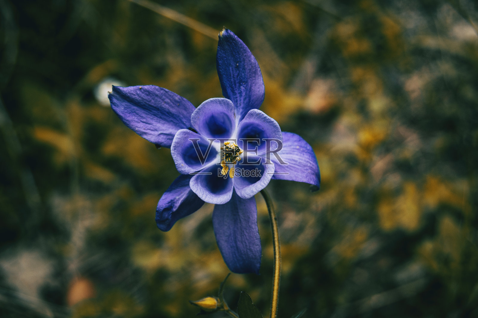 一个孤立的紫色花的细节照片摄影图片