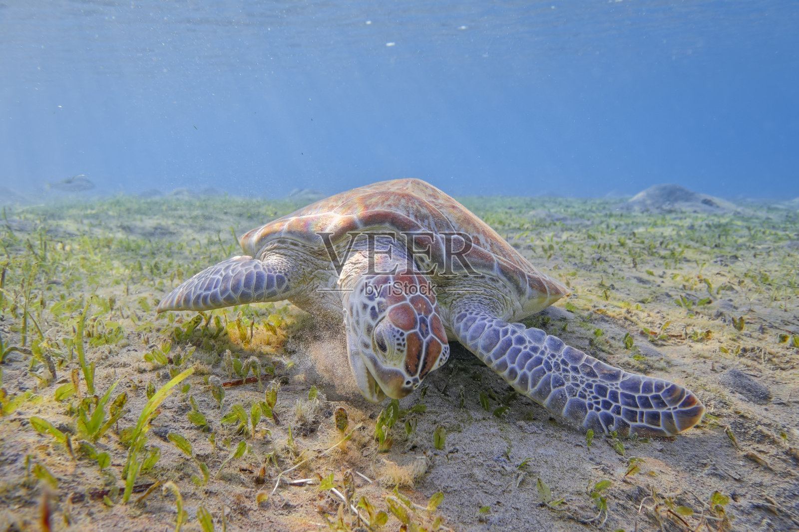 在红海的海草床上吃草的绿海龟/马萨阿拉姆照片摄影图片