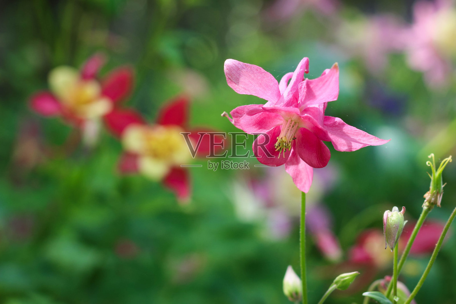一个漂亮的粉红色水仙花和一个黄色的杵。一朵娇嫩的花园里的花。照片摄影图片