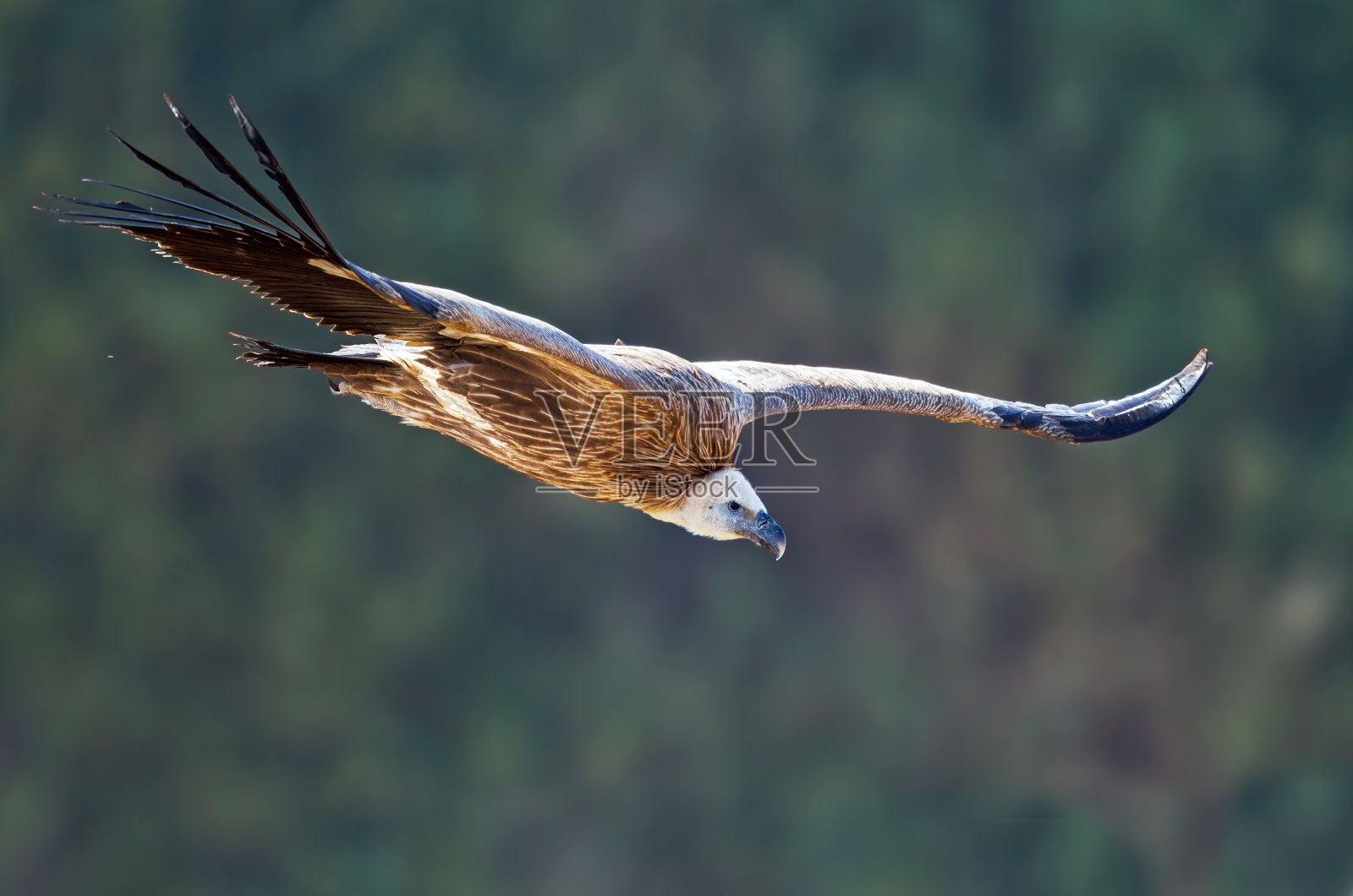 兀鹫秃鹰飞行。照片摄影图片