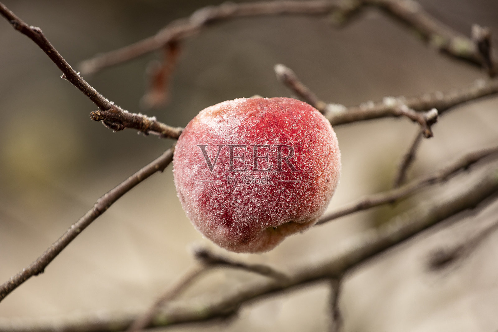 红苹果上的霜特写。冬天花园里的冷冻苹果。照片摄影图片