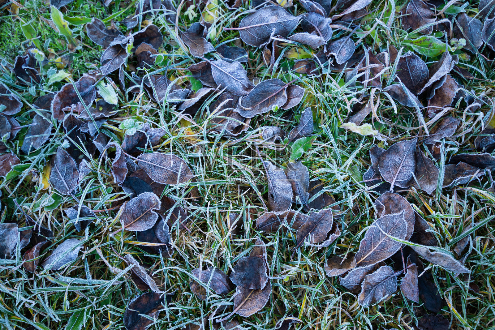 绿草和枯叶覆盖着白霜的背景照片摄影图片