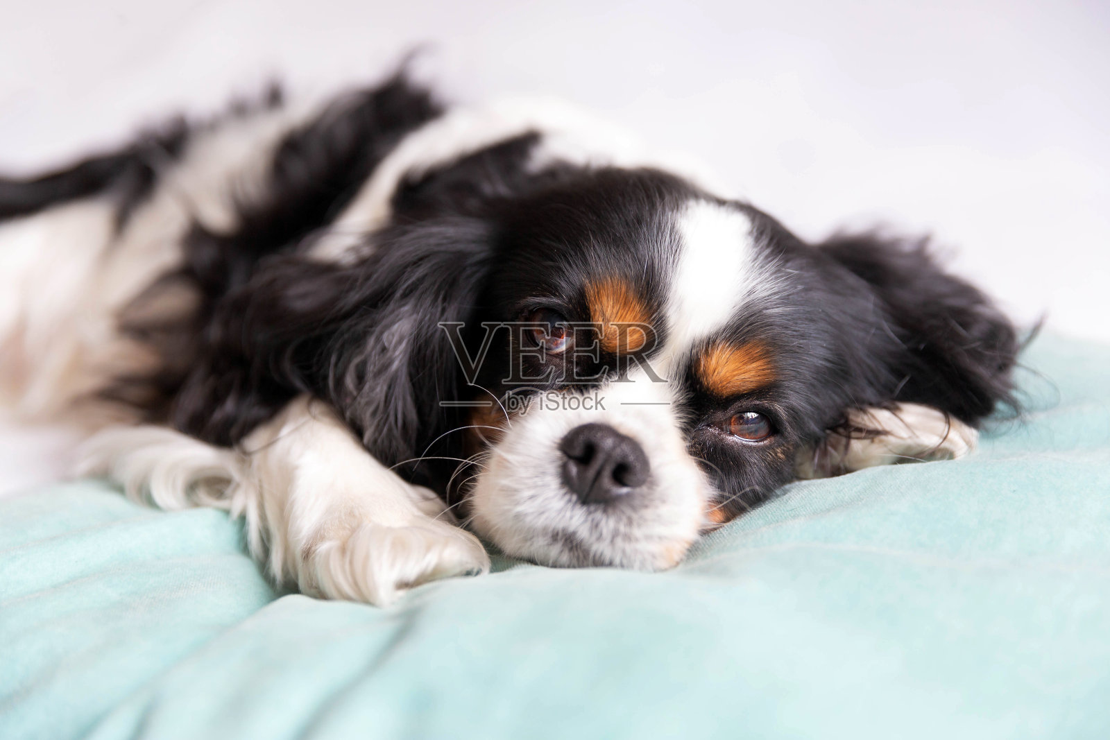 可爱的狗狗睡觉照片摄影图片