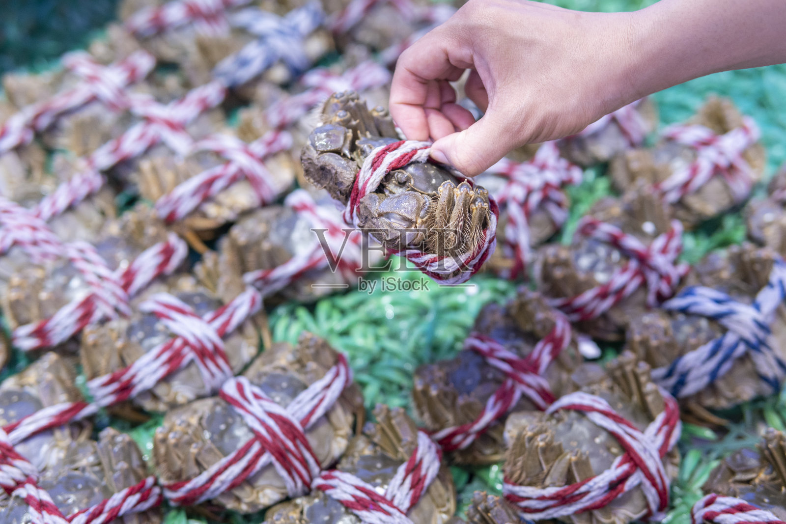 一只手展示了在水产品市场捆绑的中国大闸蟹照片摄影图片