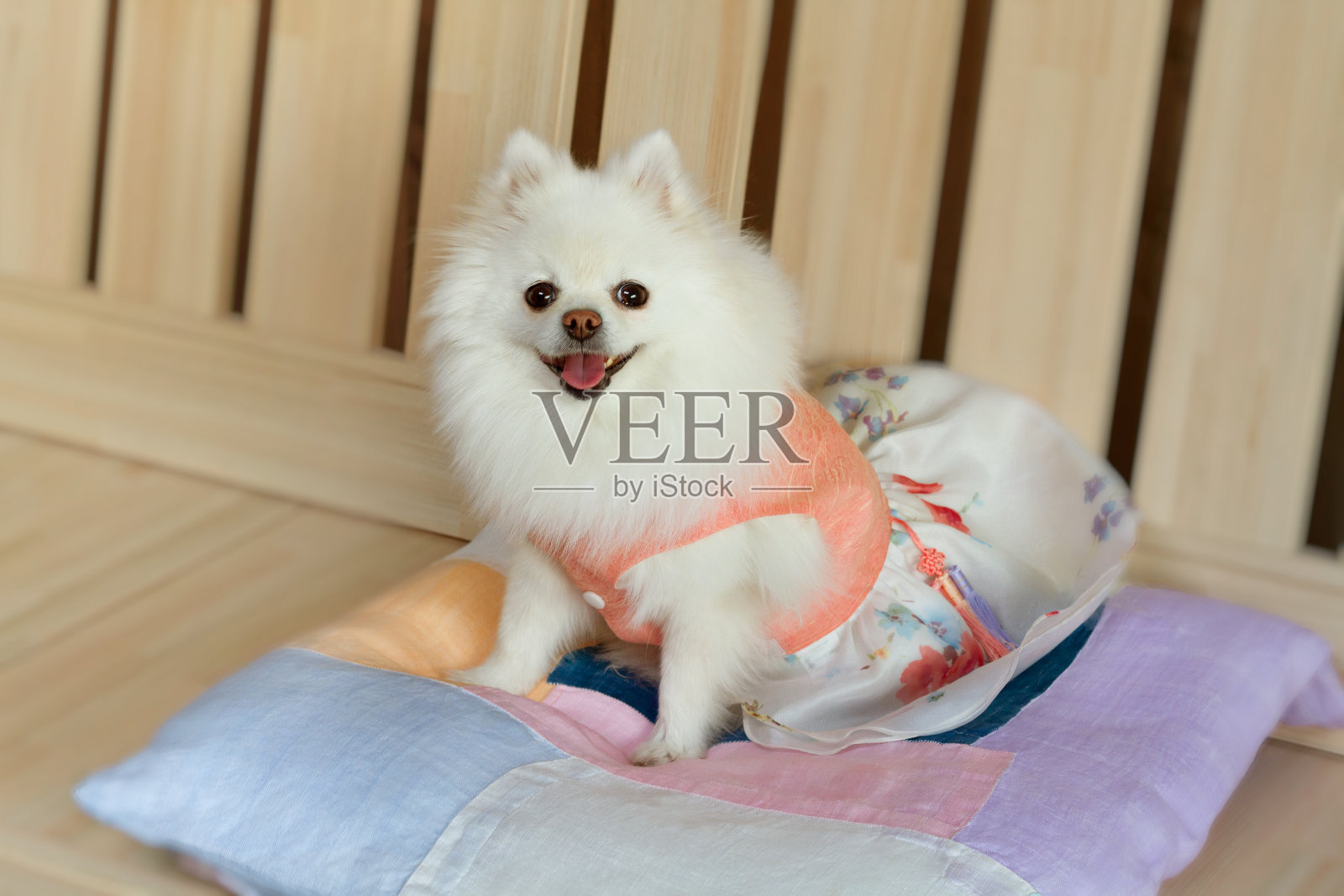 白色的博美犬在韩国传统坐垫上微笑。节日的概念。照片摄影图片