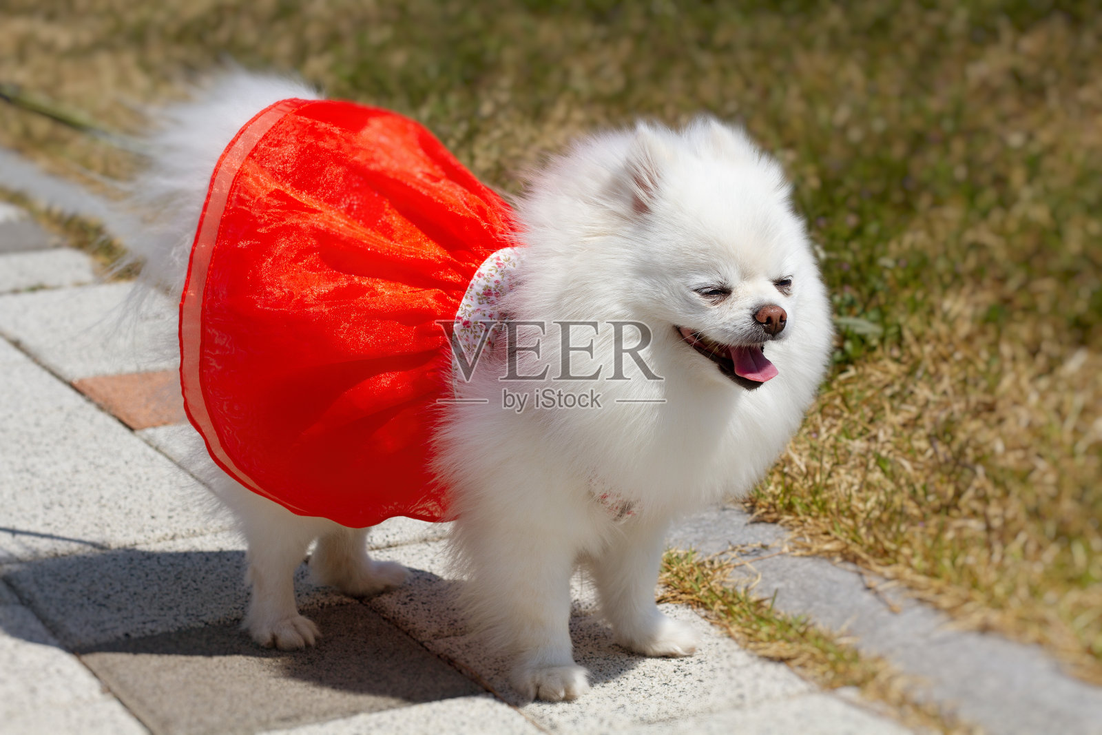 白色的博美犬在人行道上微笑的韩服。照片摄影图片