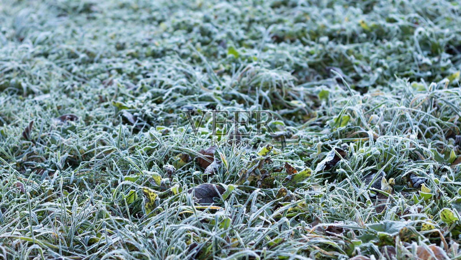 在阳光下，绿草覆盖着白霜，选择性聚焦照片摄影图片
