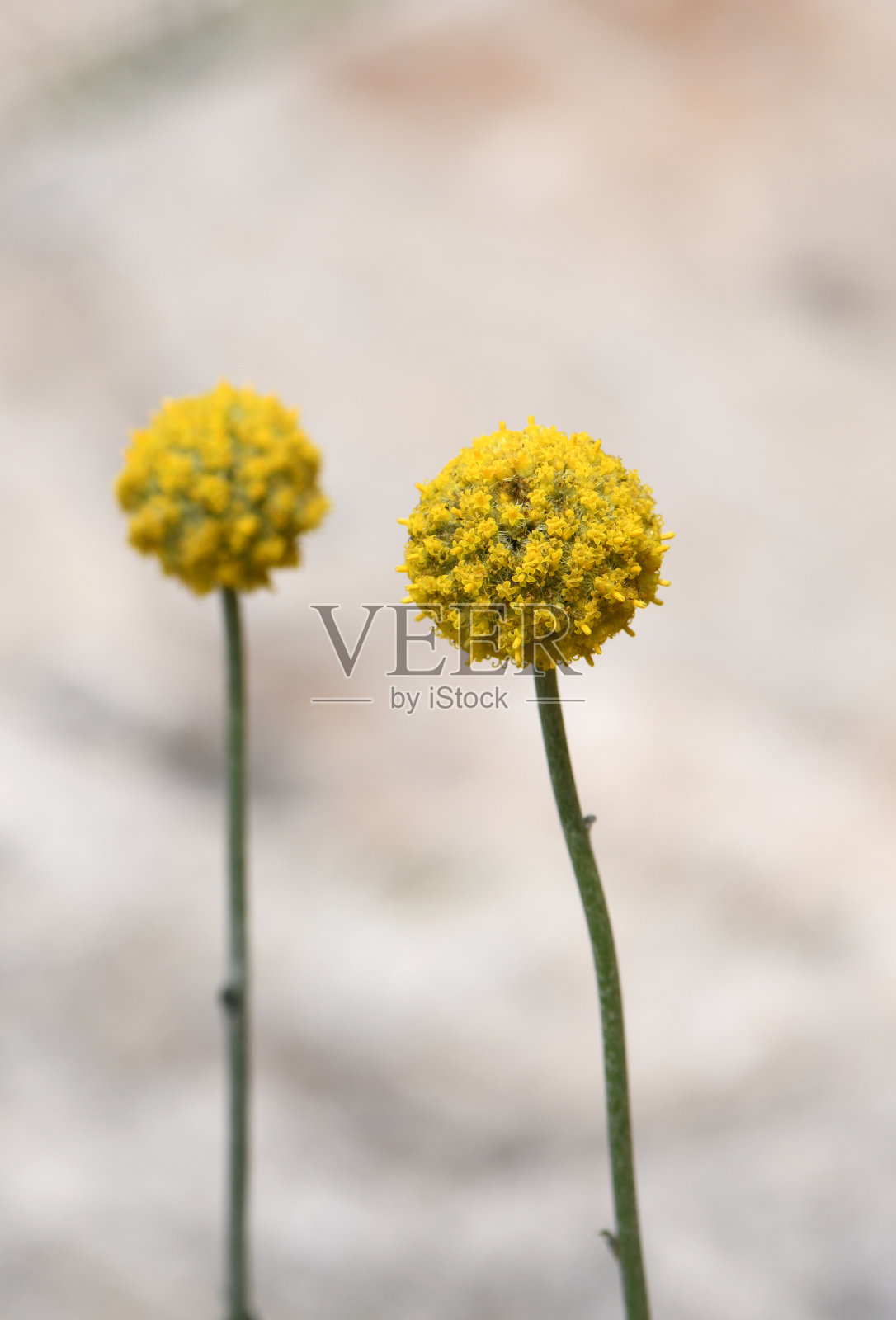 近距离的一个澳大利亚本土黄比利钮花头，壳状pedia glauca，雏菊科菊科照片摄影图片