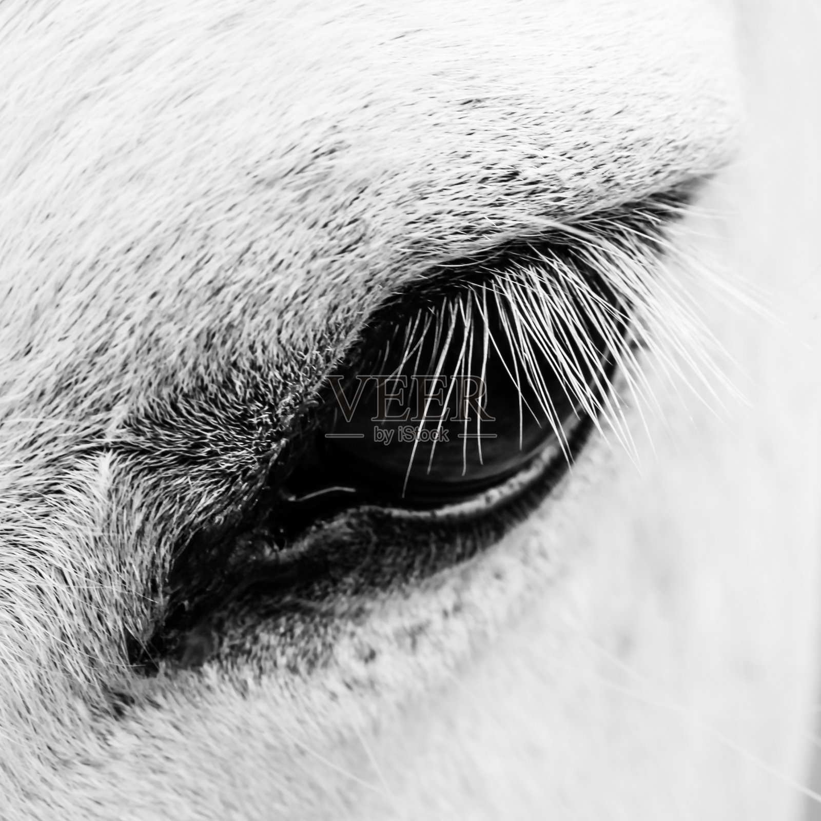 一匹白马的详细微距照片照片摄影图片