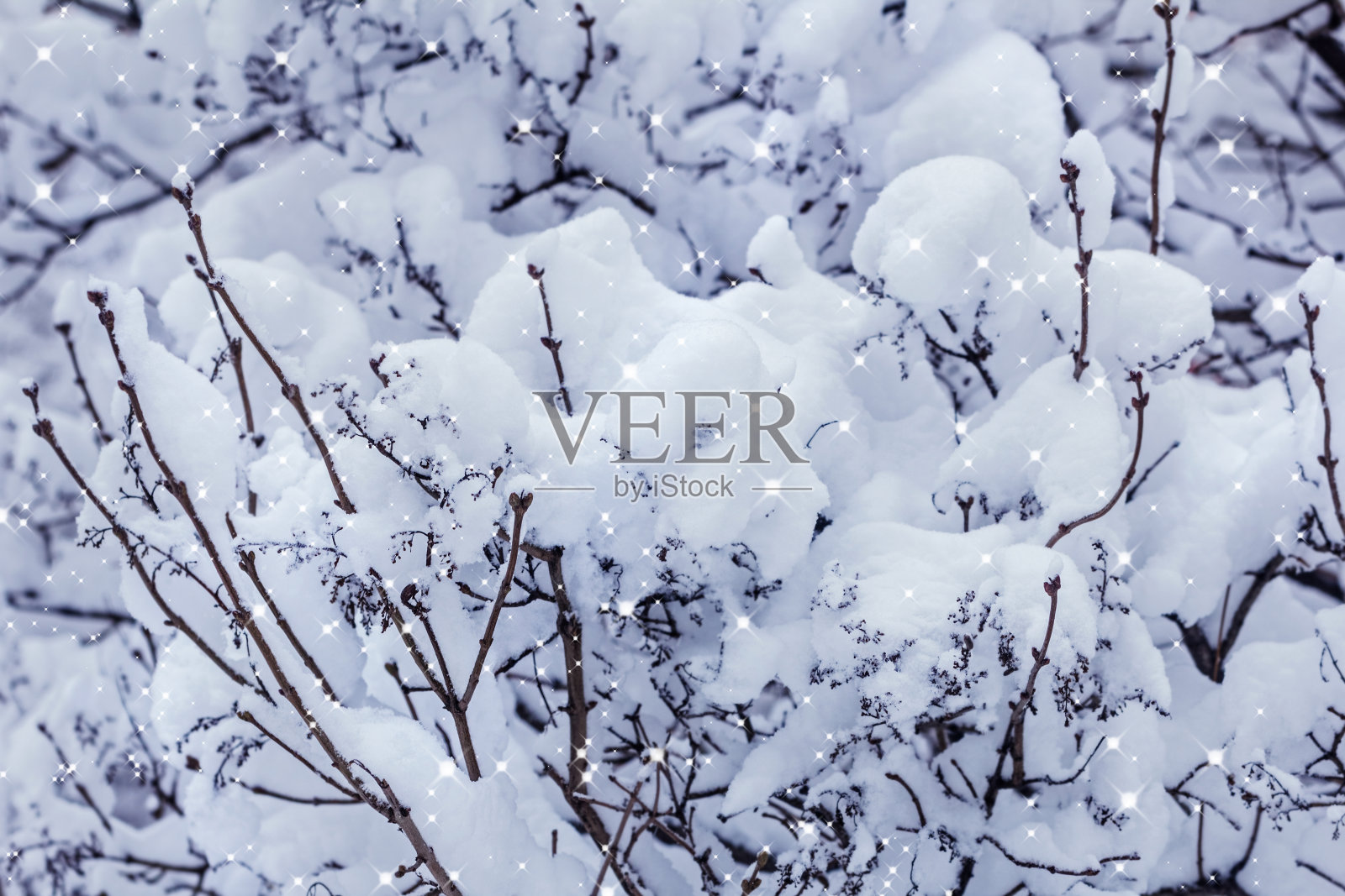 葱郁的白雪在灌木丛中闪闪发光照片摄影图片