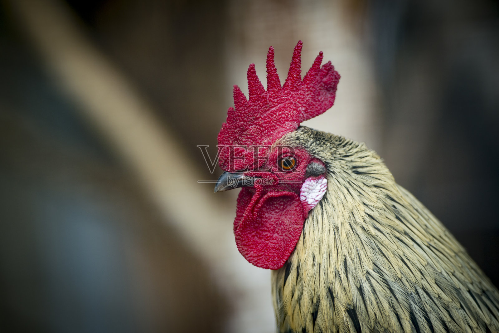 有红鸡冠的黑公鸡头的近景“n照片摄影图片