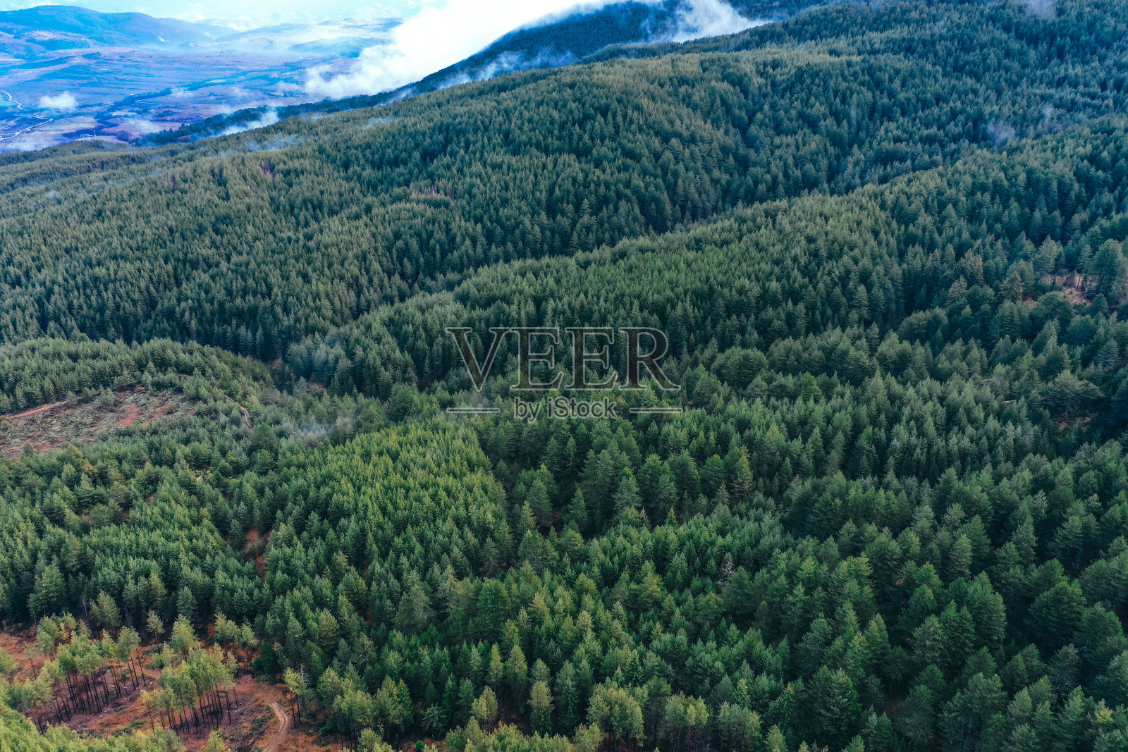 雾蒙蒙的松林，美丽的树林，无人机飞行，鸟瞰图，山谷的背景。照片摄影图片