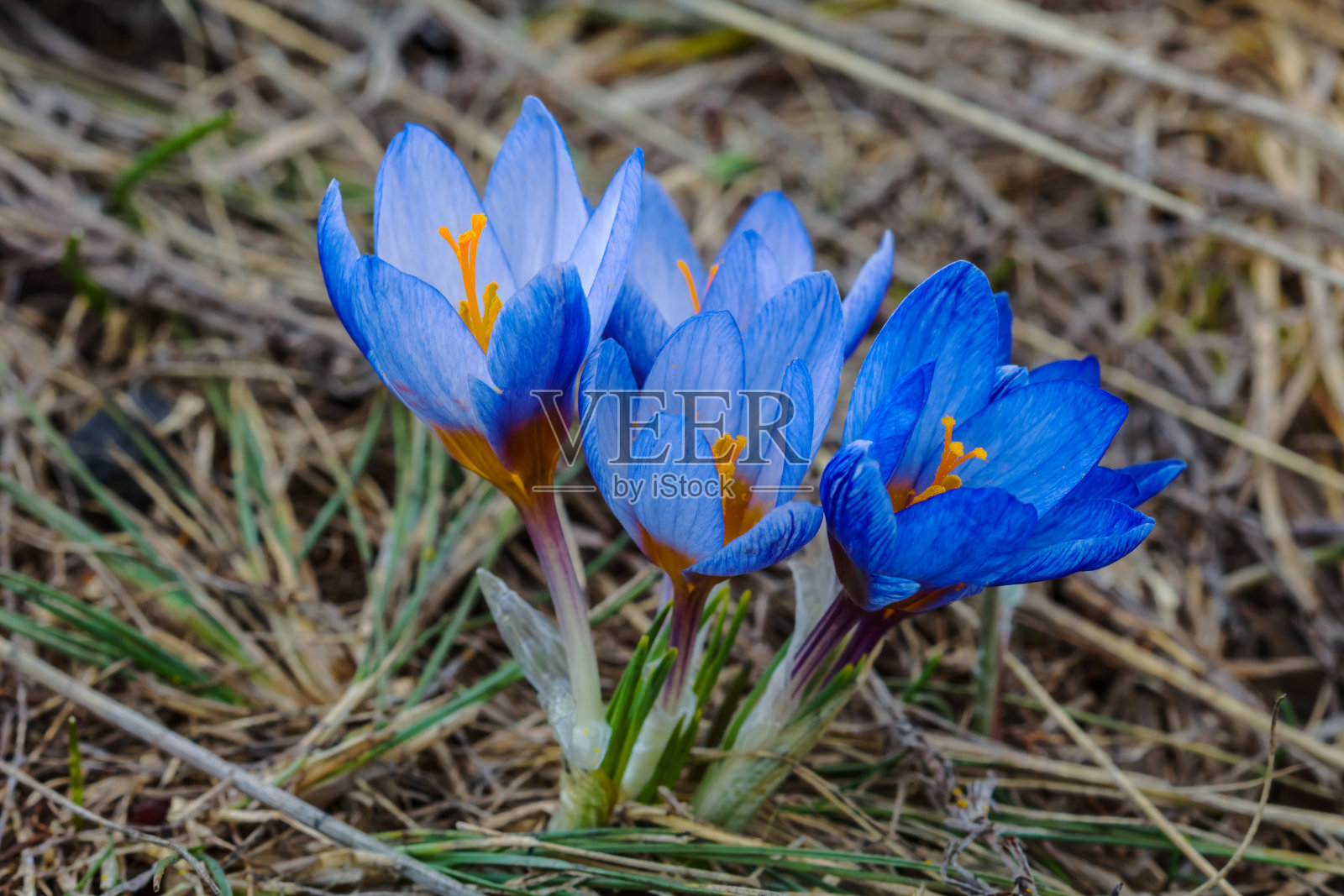 一群美丽的蓝色小番红花在一片干燥的草地上照片摄影图片