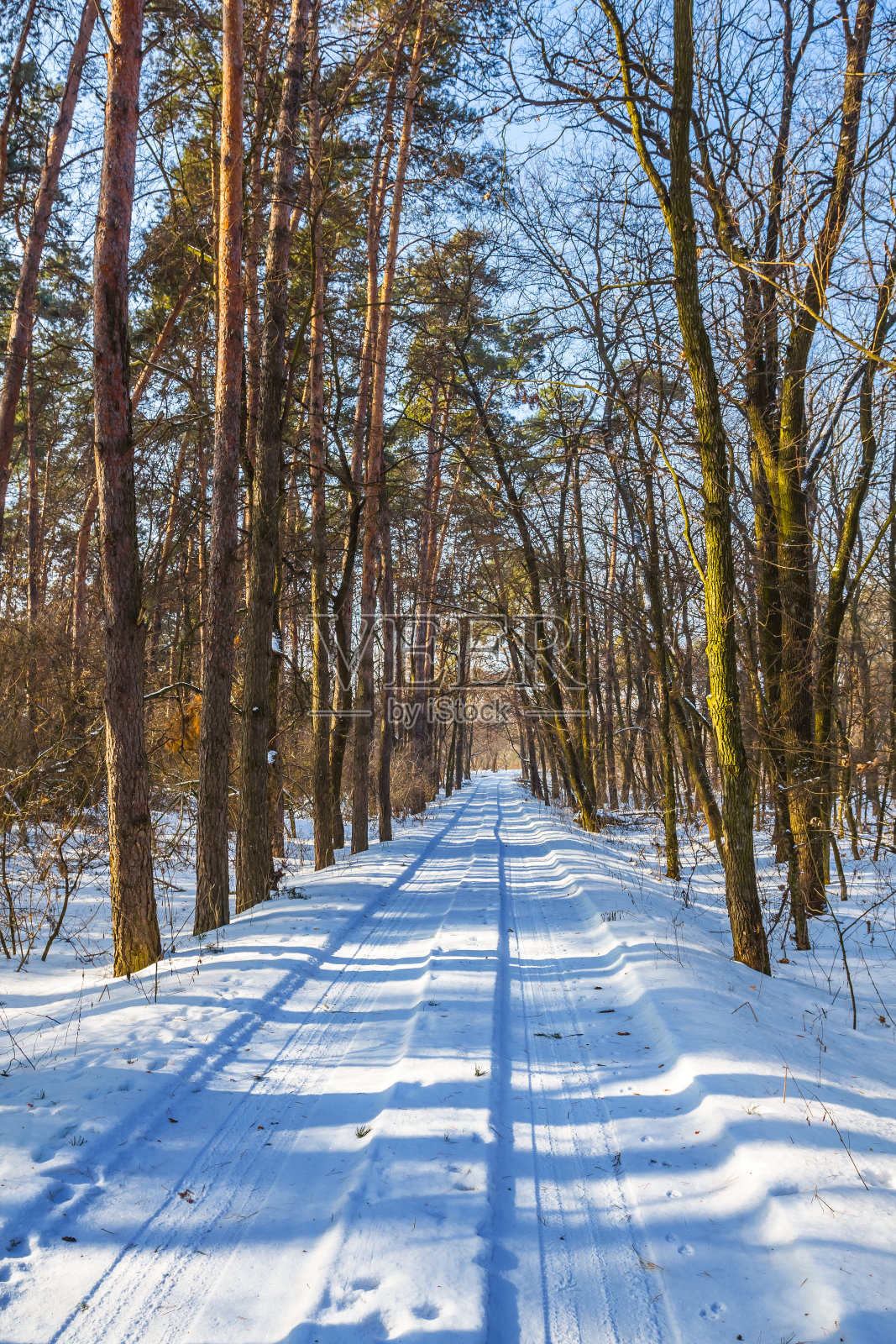 穿过冬天的松林照片摄影图片