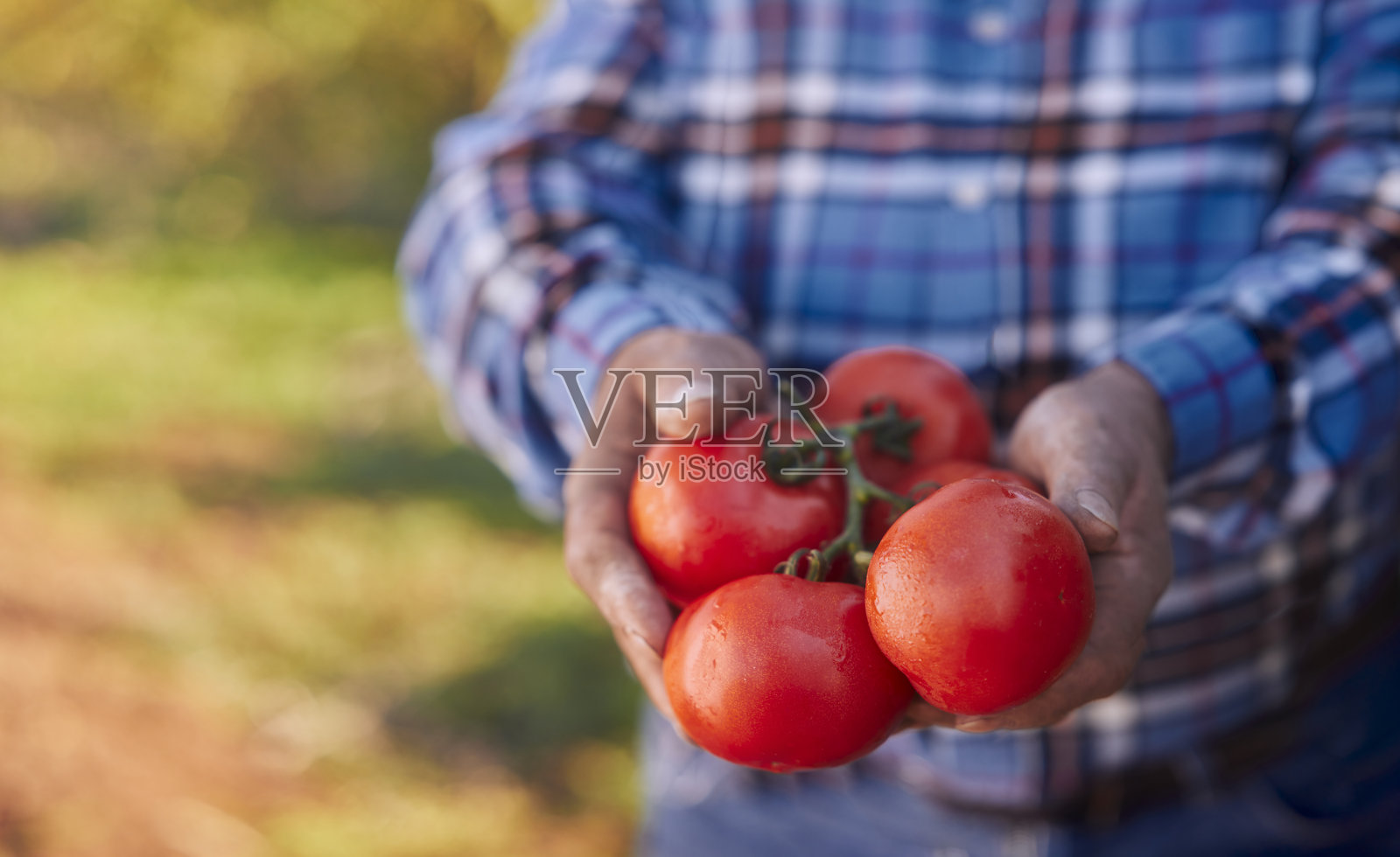农民手拿着有机番茄在农场照片摄影图片