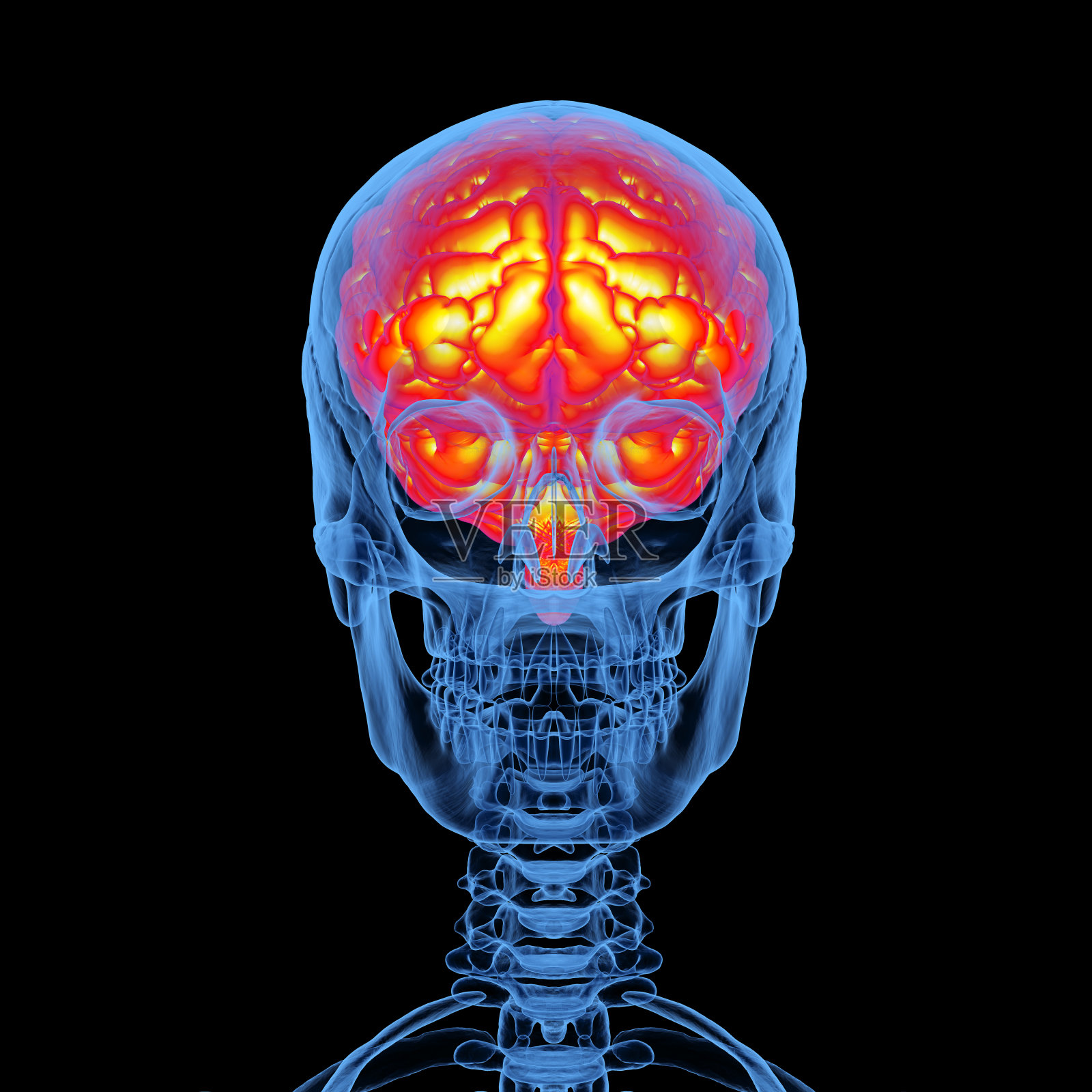 用x光照射人类颅骨和大脑照片摄影图片