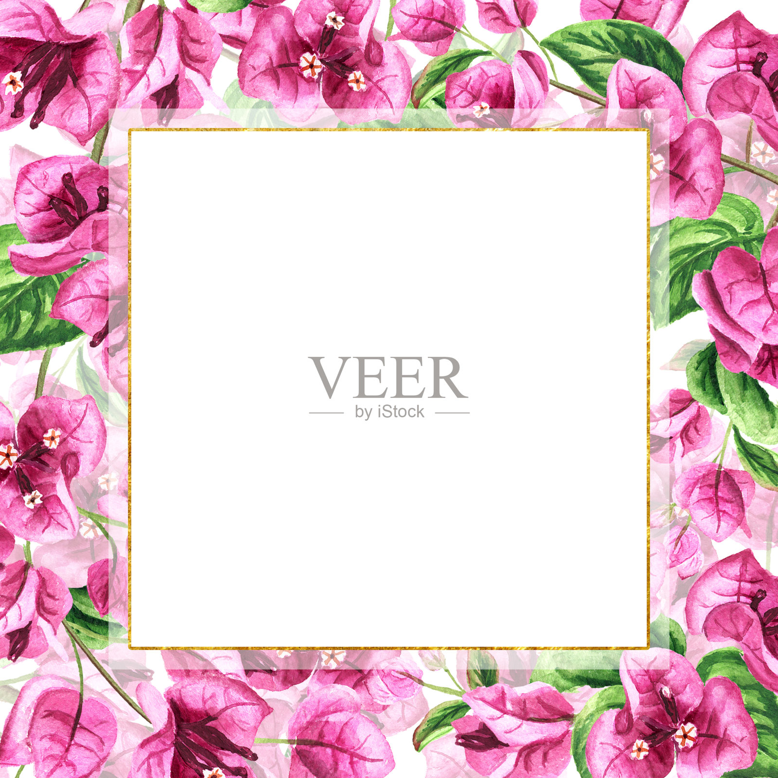 粉红九重葛带花与叶，方形卡带拷贝空间。手绘水彩插图，孤立的白色背景插画图片素材