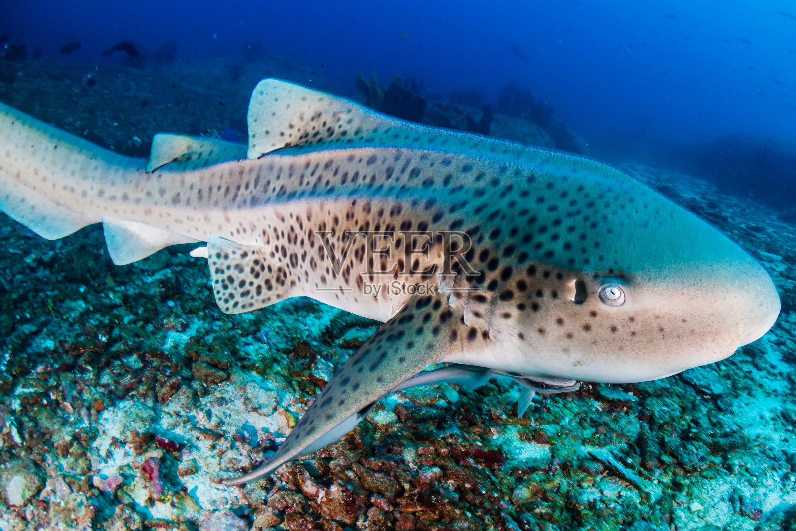 一只好奇的斑马鲨(刺口鲨)生活在深海水下的热带珊瑚礁上照片摄影图片