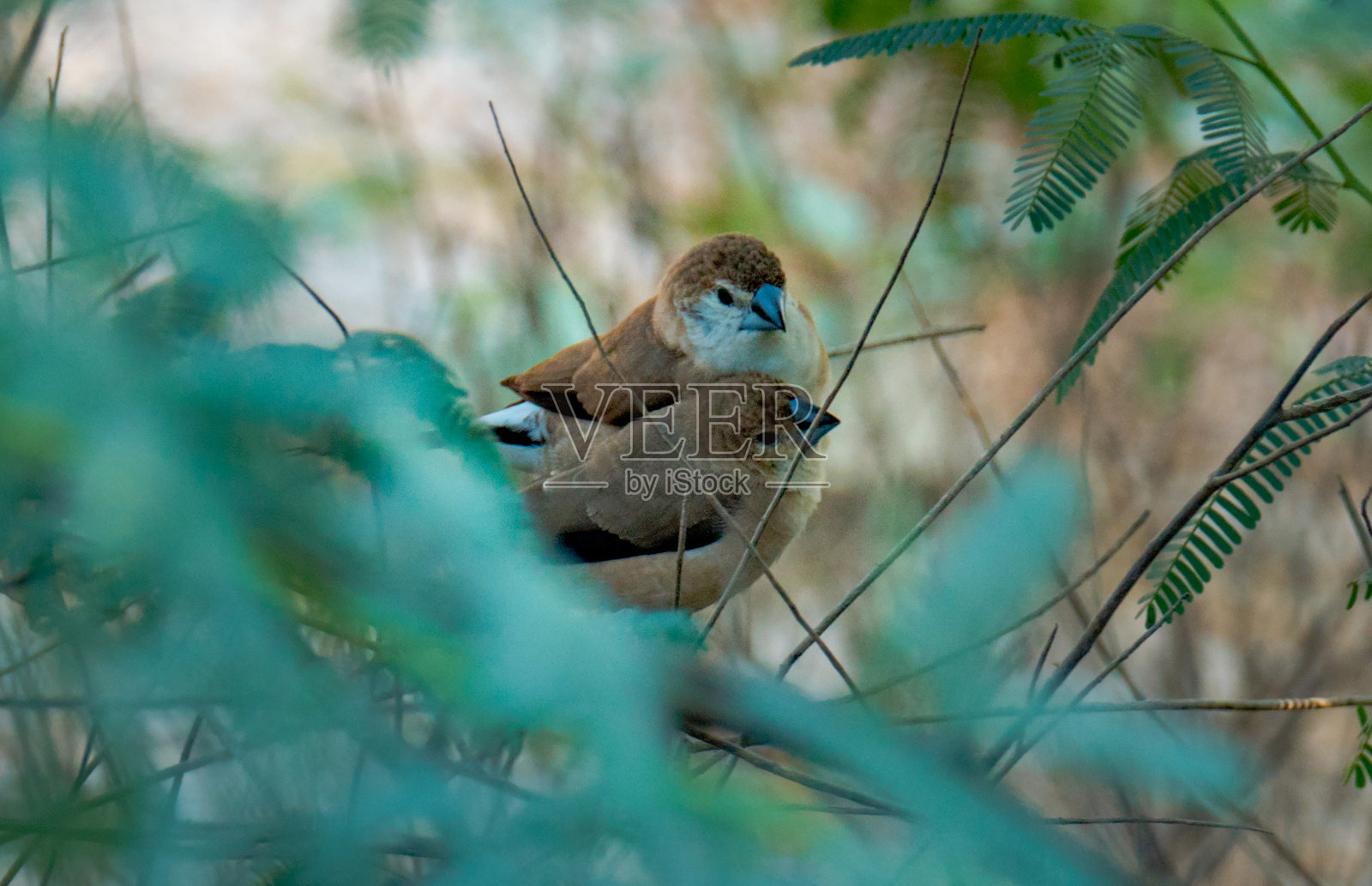 银喙鸟或白喉文鸟是一种雀形目鸟类，发现于卡塔尔。有选择性的重点照片摄影图片