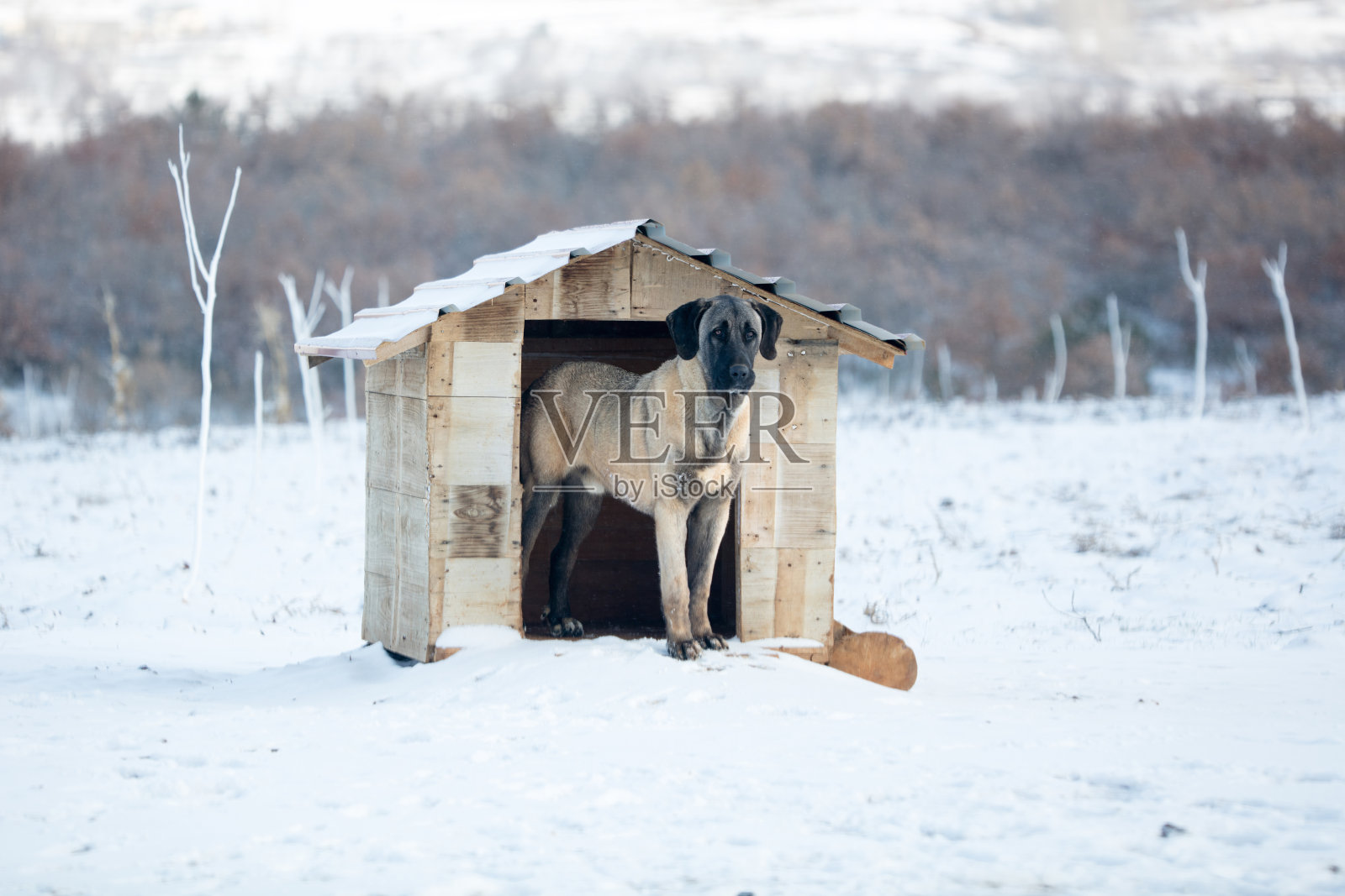 狗屋里的安纳托利亚牧羊犬照片摄影图片