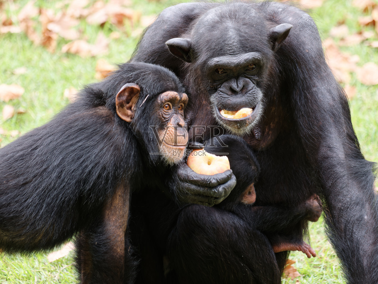 黑猩猩一家坐在草地上吃苹果。照片摄影图片