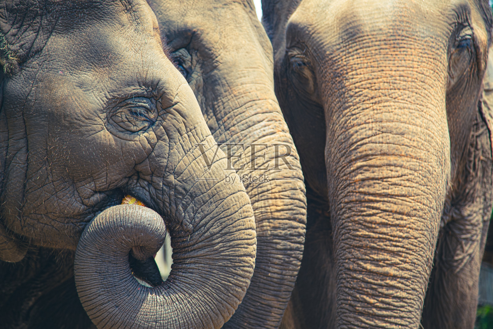 三只象的鼻子并排在一起照片摄影图片