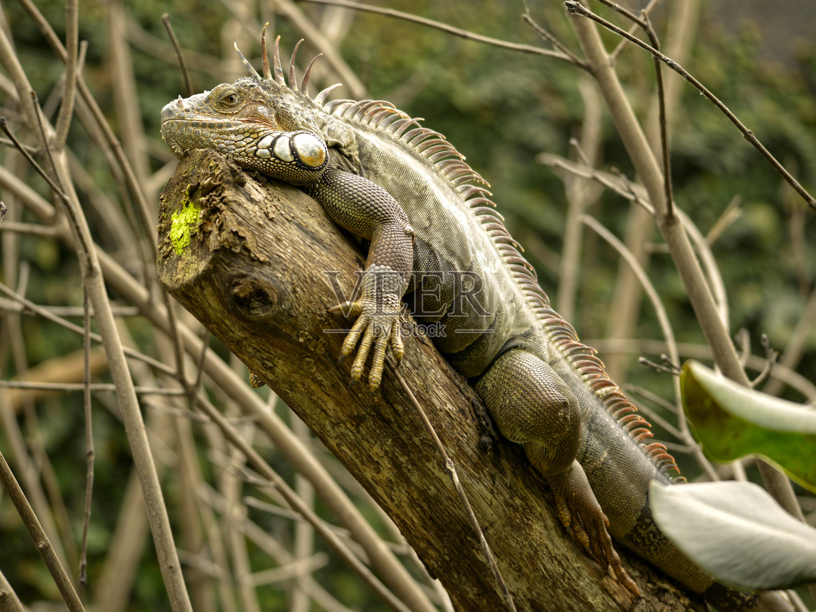 绿色鬣蜥在树枝上照片摄影图片