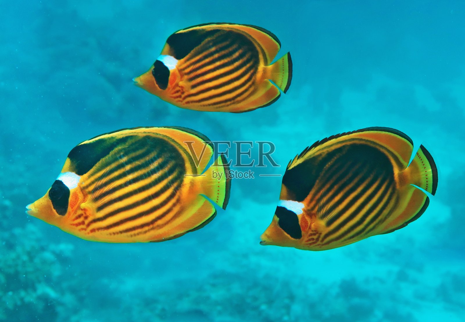 蓝色海水中的三种对角线蝴蝶鱼(纹状毛犀)。美丽的珊瑚礁景色。照片摄影图片