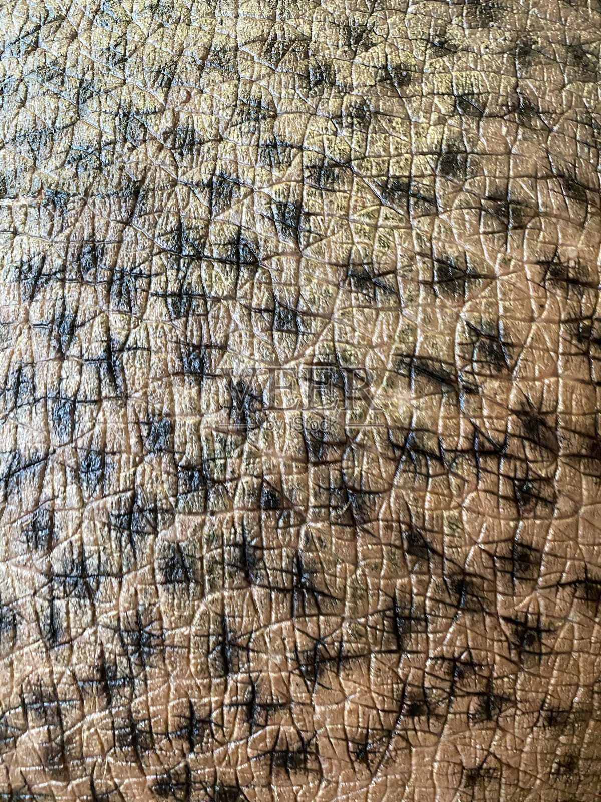特写河马的皮肤，纹理动物的背景照片摄影图片