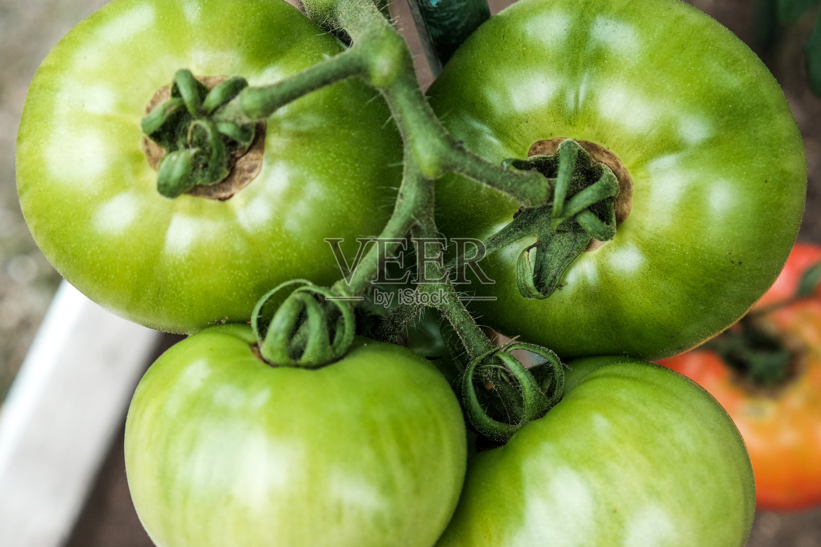 菜园里绿色大西红柿的特写。生物农业。非常美味的番茄生长在家庭菜园，没有化学药品。在家里种植蔬菜的家庭传统照片摄影图片
