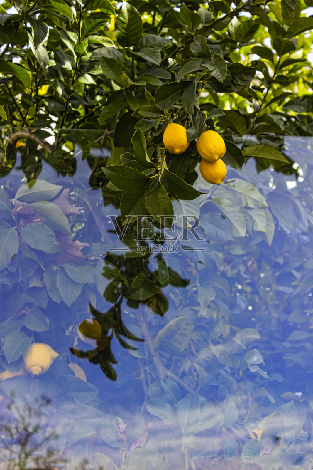 特写的柠檬树在Plasencia在冬天照片摄影图片