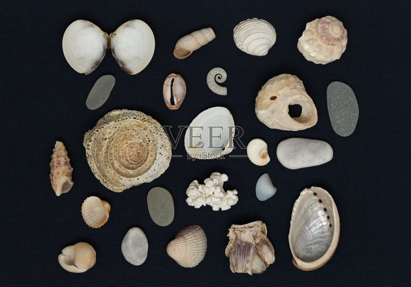 在海滩上收集的贝壳和其他东西的平整排列照片摄影图片