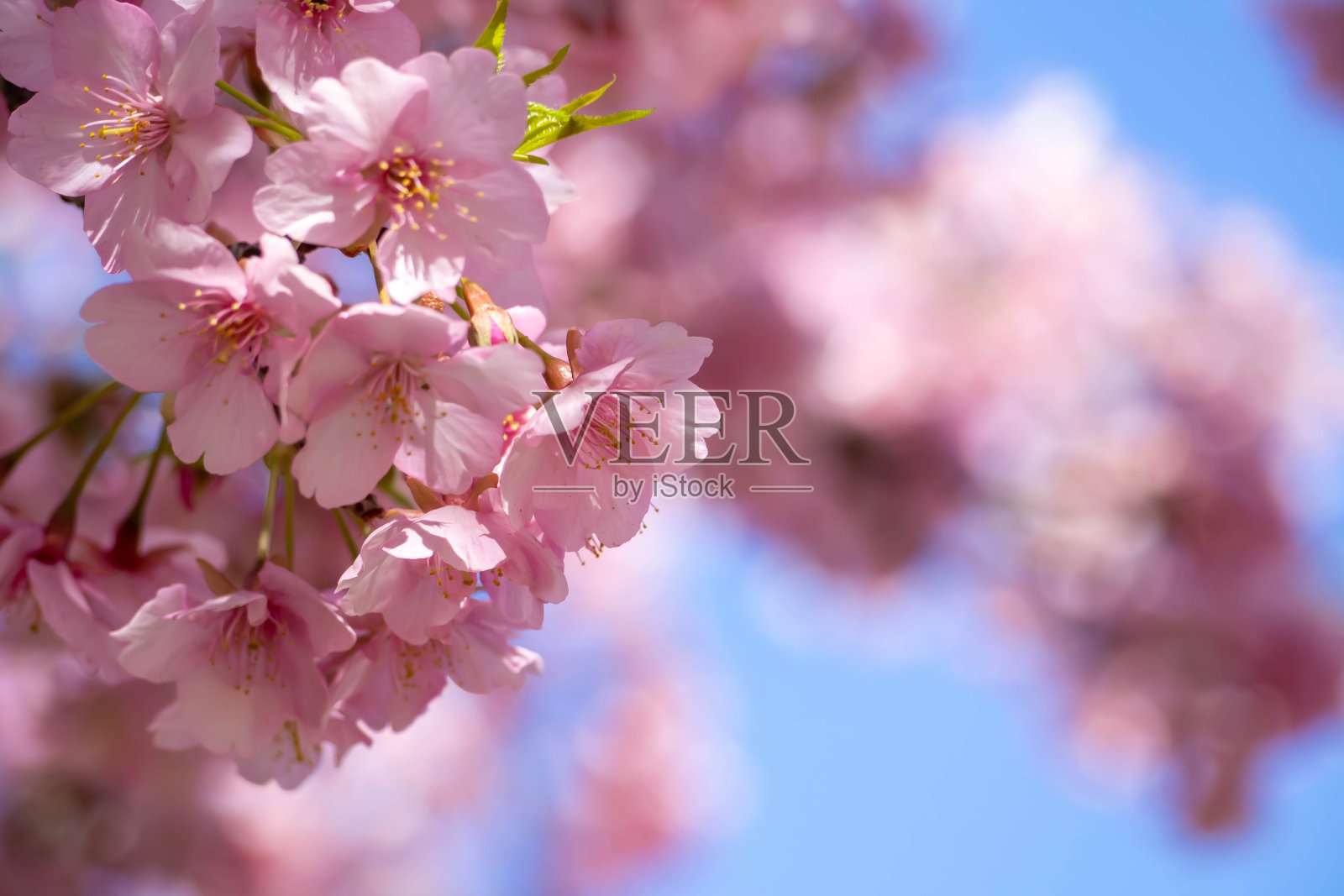 蓝色的天空衬托着川崎樱花盛开照片摄影图片