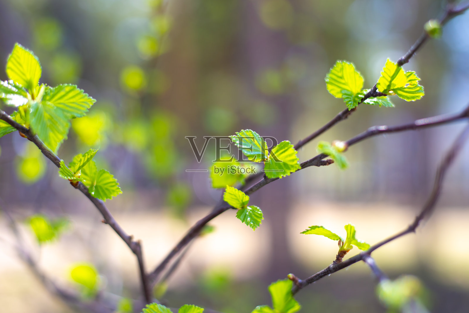 春天阳光明媚的日子，树枝上的嫩绿叶子。桦树正在开花。软焦点照片摄影图片