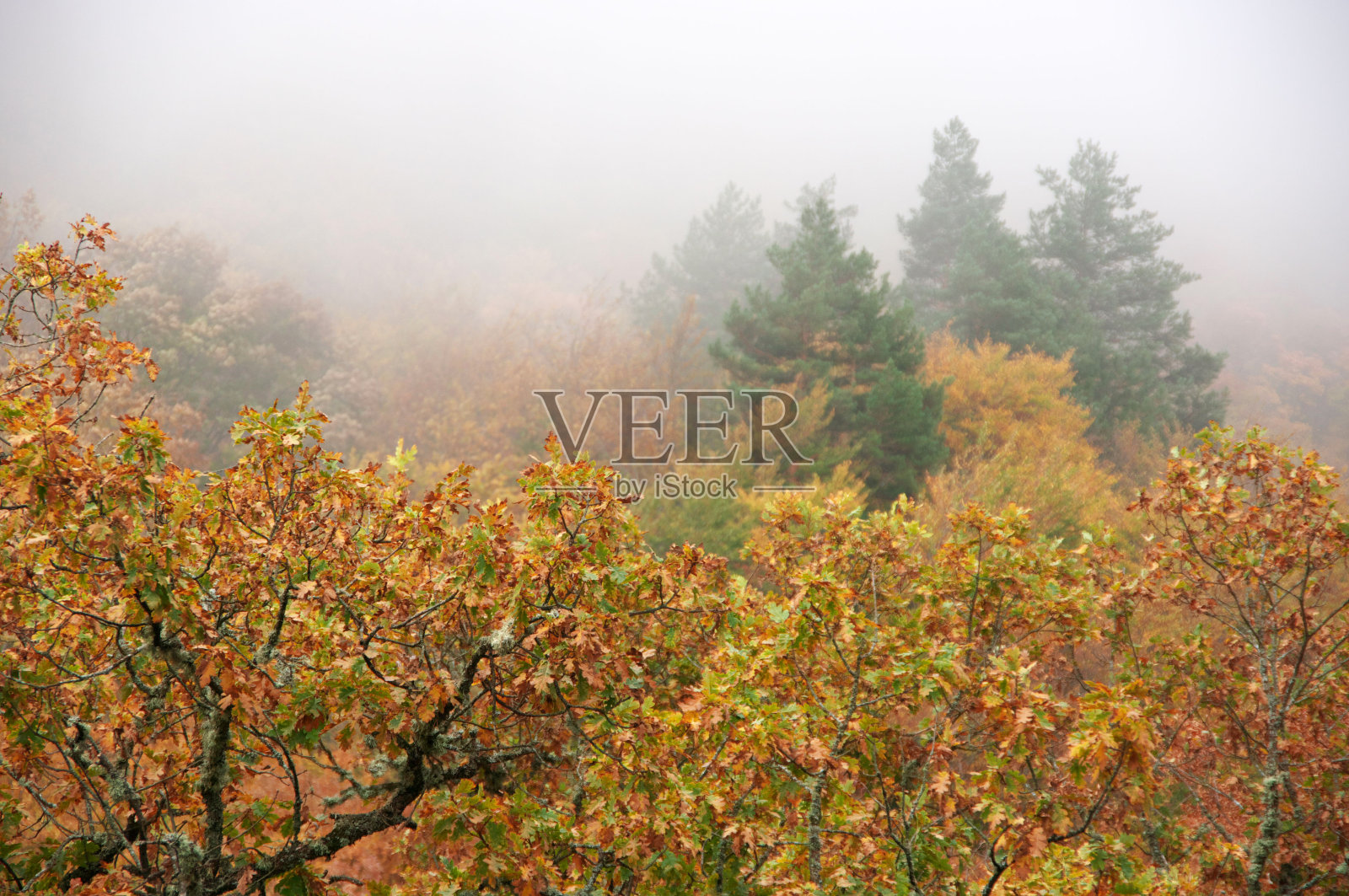秋天的森林在雾中照片摄影图片