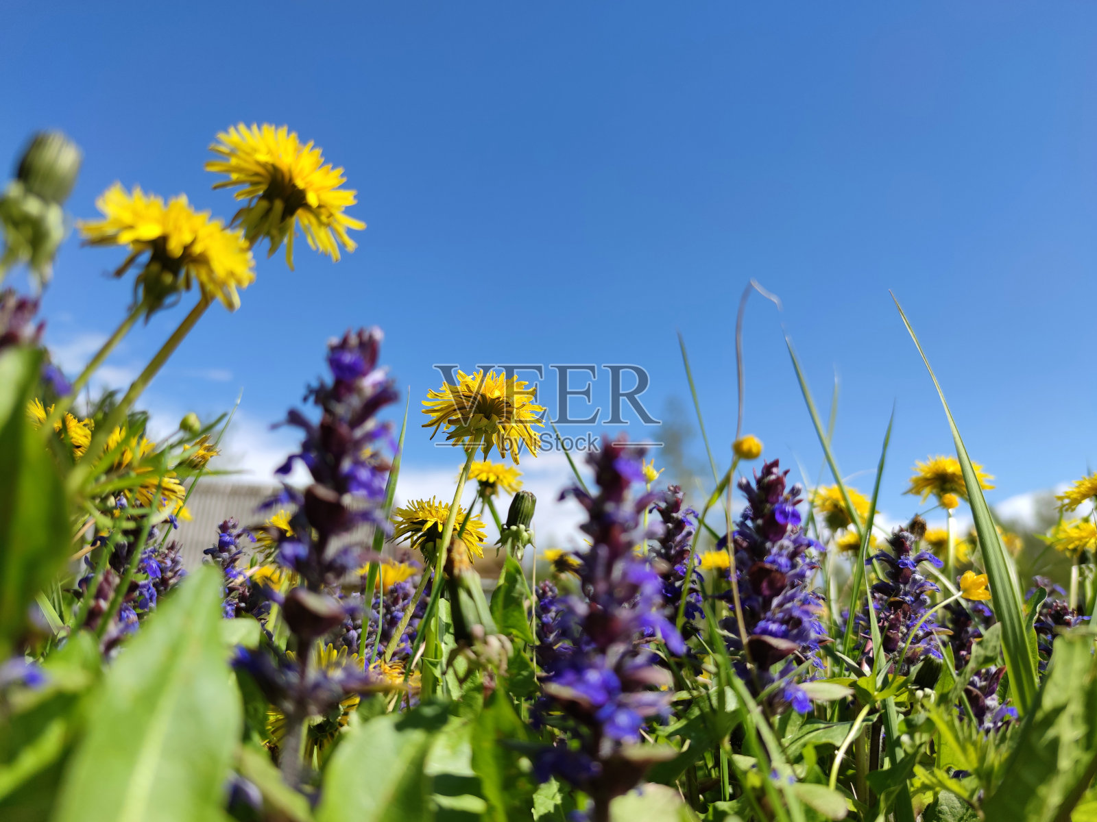 夏季的花卉景观，野生和草地的花。照片摄影图片