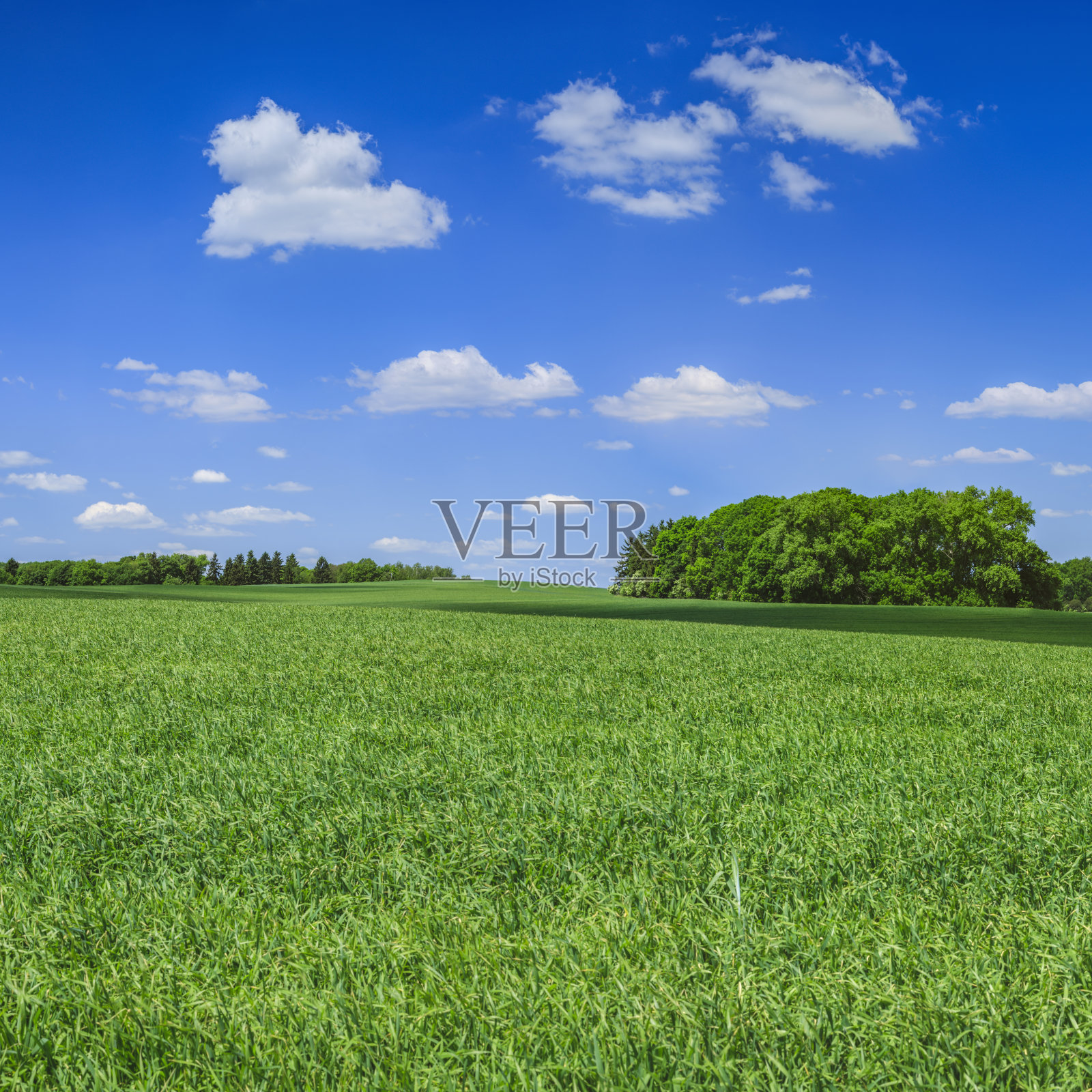 全景春天景观，xxxxl56 MPix -绿色的田野，蓝天照片摄影图片