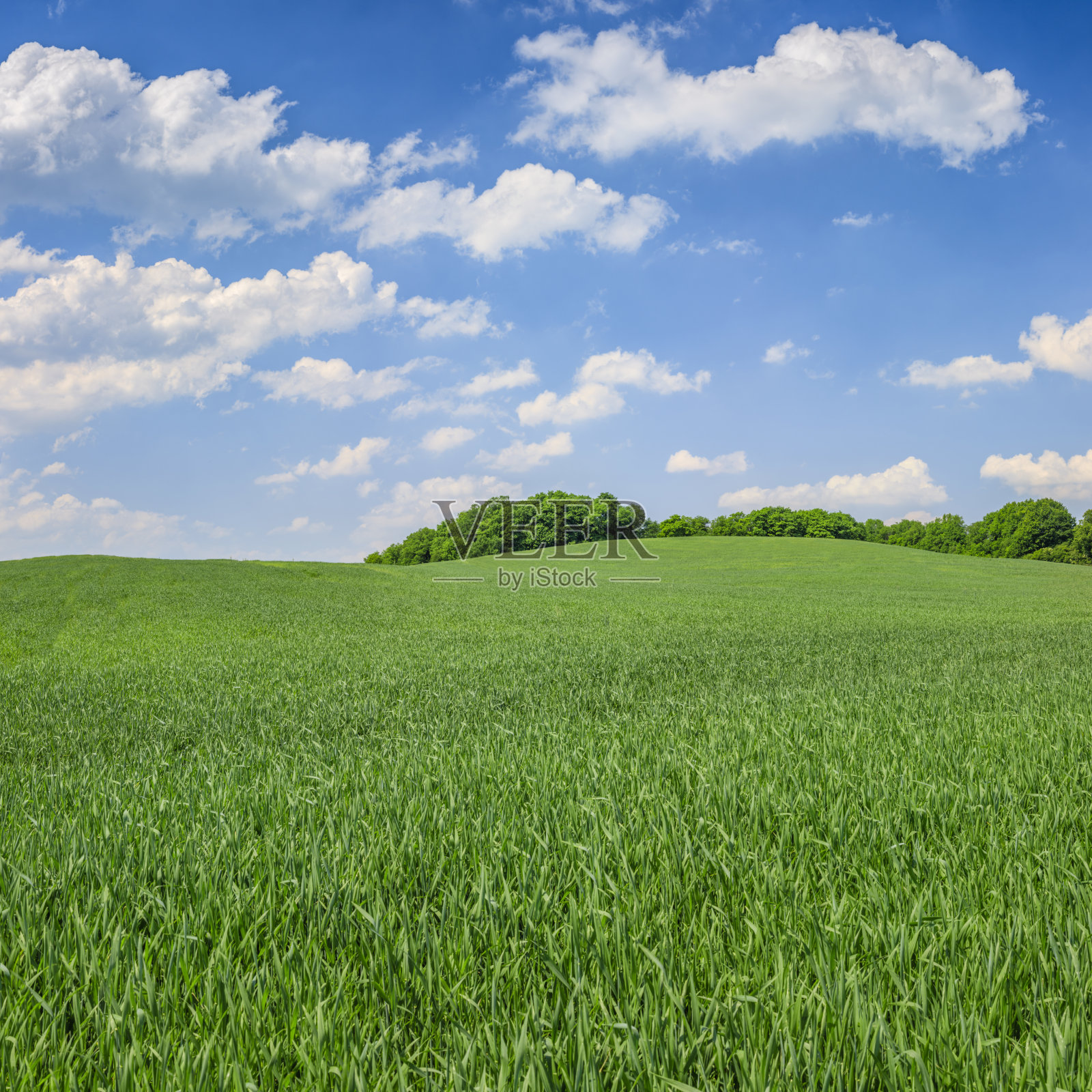 全景春天景观xxxxl81 MPix -绿色的田野，蓝色的天空照片摄影图片