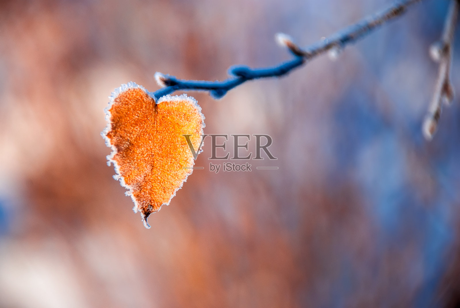 在一个晴朗的霜冻的日子里，一片火红的心形叶子，边缘上有一层霜，在一个模糊的彩色背景上。照片摄影图片